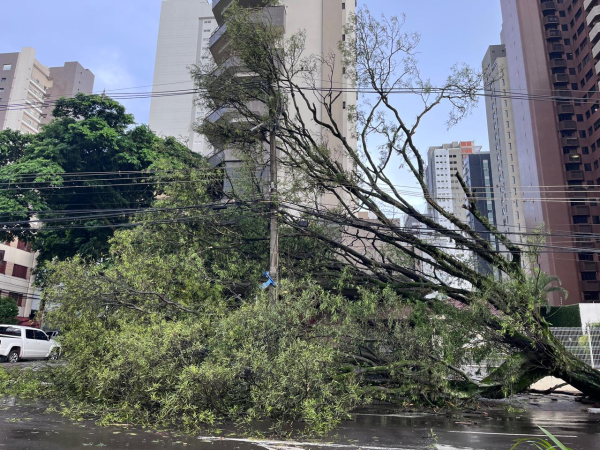 árvore caída sobre via durante temporal