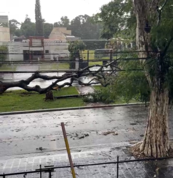 árvore caída sobre via durante temporal