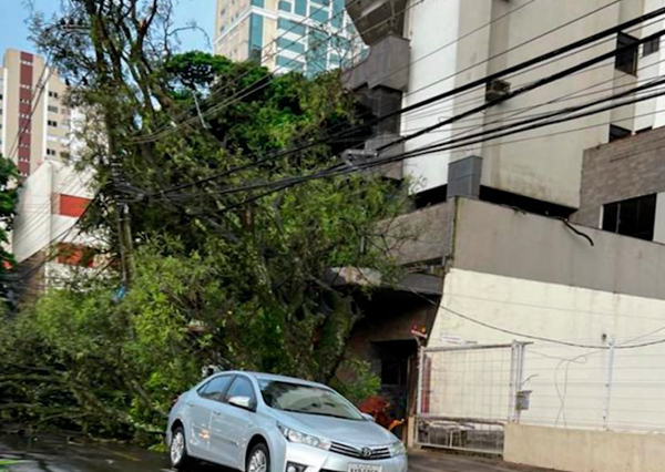 árvore caída sobre casa durante temporal