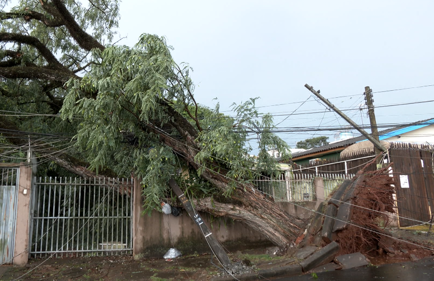  árvore caída sobre casa durante temporal 