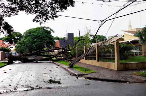 árvore caída sobre casa durante temporal