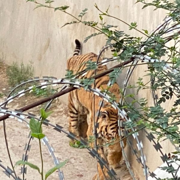 Tigre é visto com sapato na boca em zoológico e polícia descobre corpo