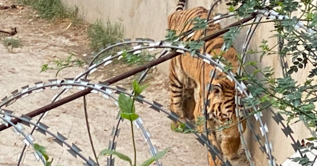 Apareceu um TIGRE em minha sala! Essa é a NOVIDADE da pesquisa do