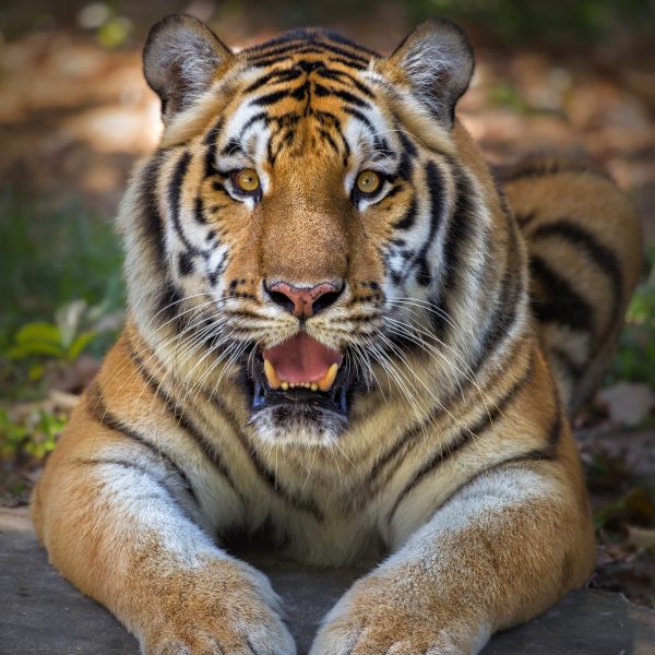 Tigre é visto com sapato na boca em zoológico e polícia descobre corpo
