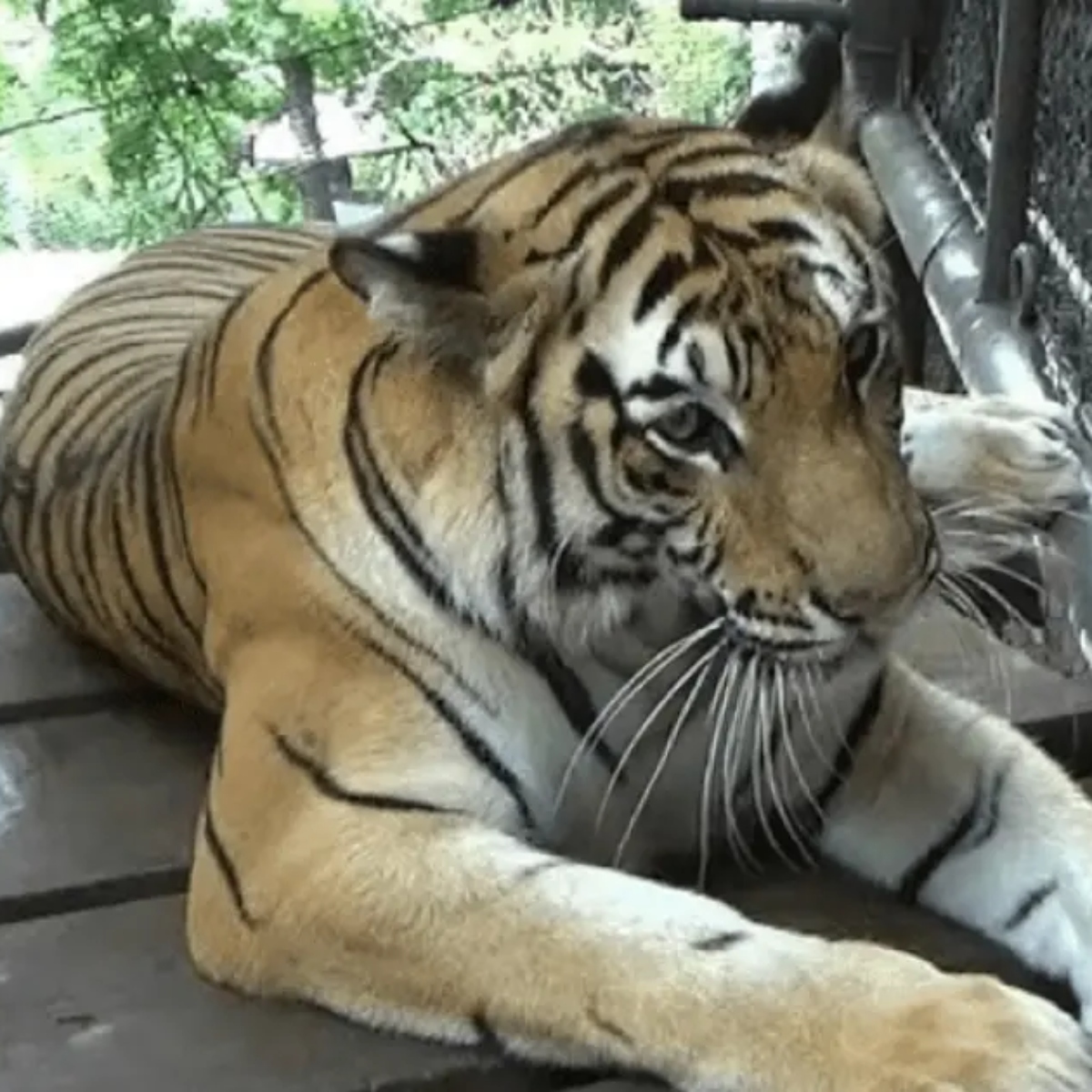  Tigre é visto com sapato na boca em zoológico e polícia descobre corpo 