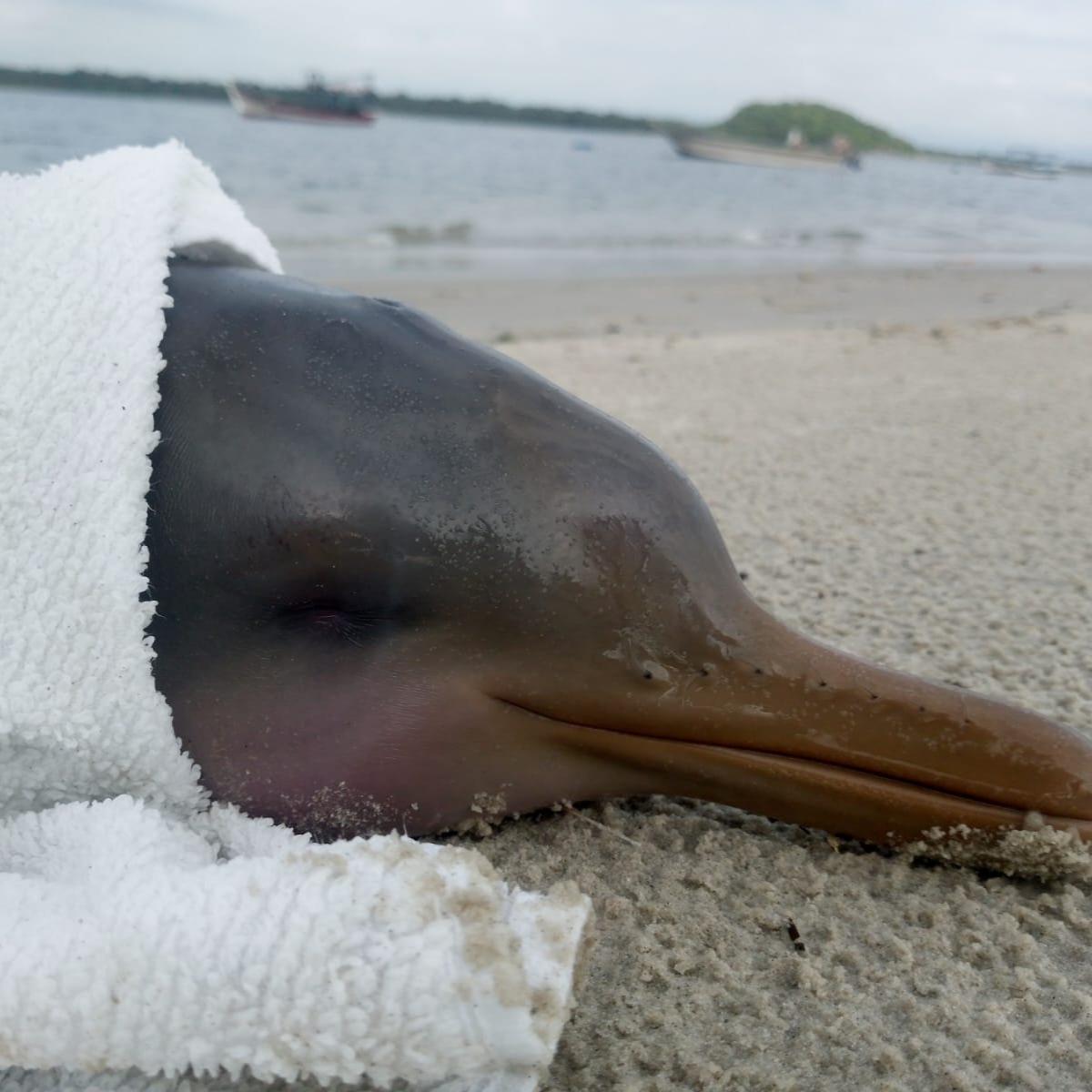  toninha encalhada na areia Superagui 