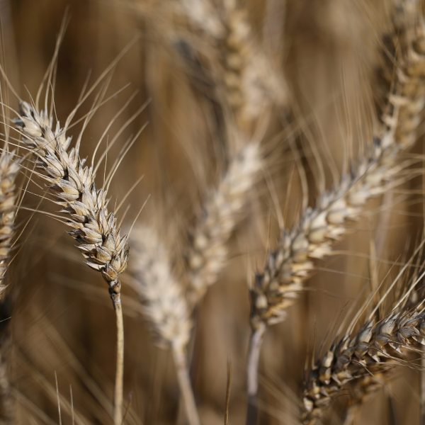 Extimativa da safra de trigo é rebaixada pelo Conab