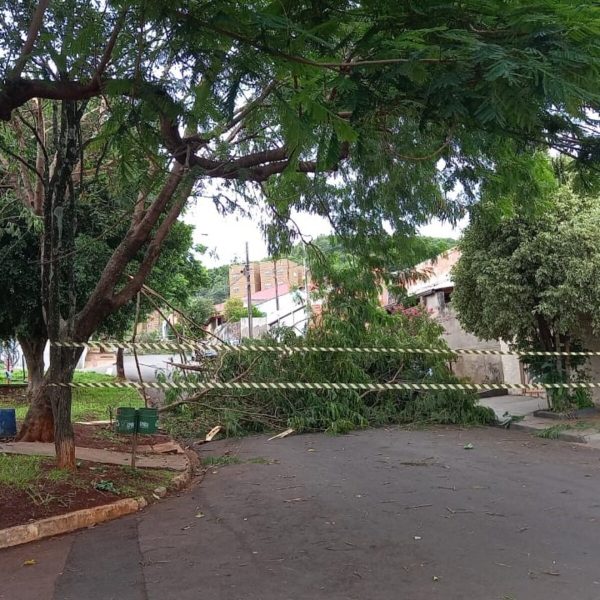 O galho impediu a passagem pela rua