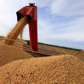 Produção de soja no Brasil teve queda após início da colheita