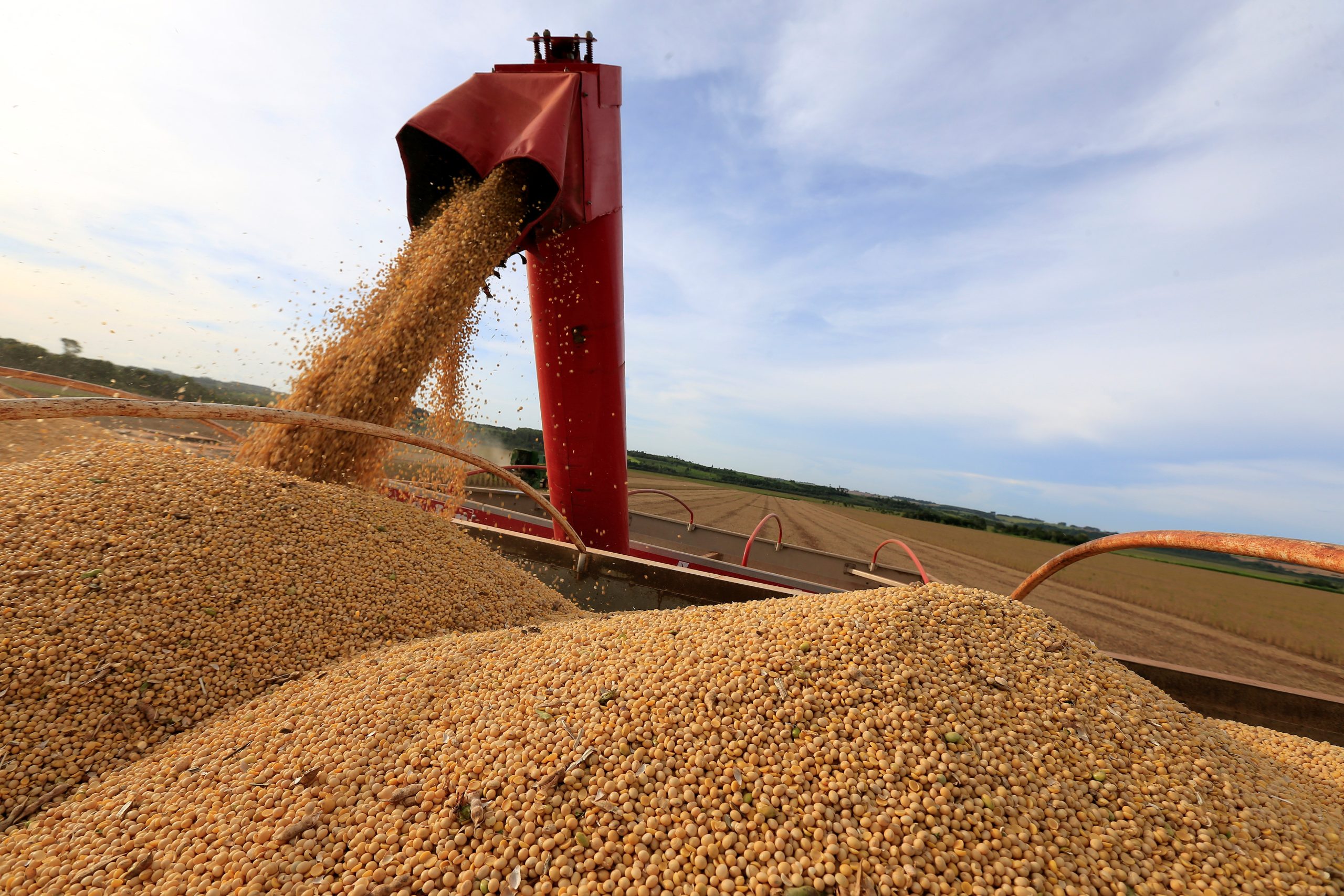  Produção de soja no Brasil teve queda após início da colheita 
