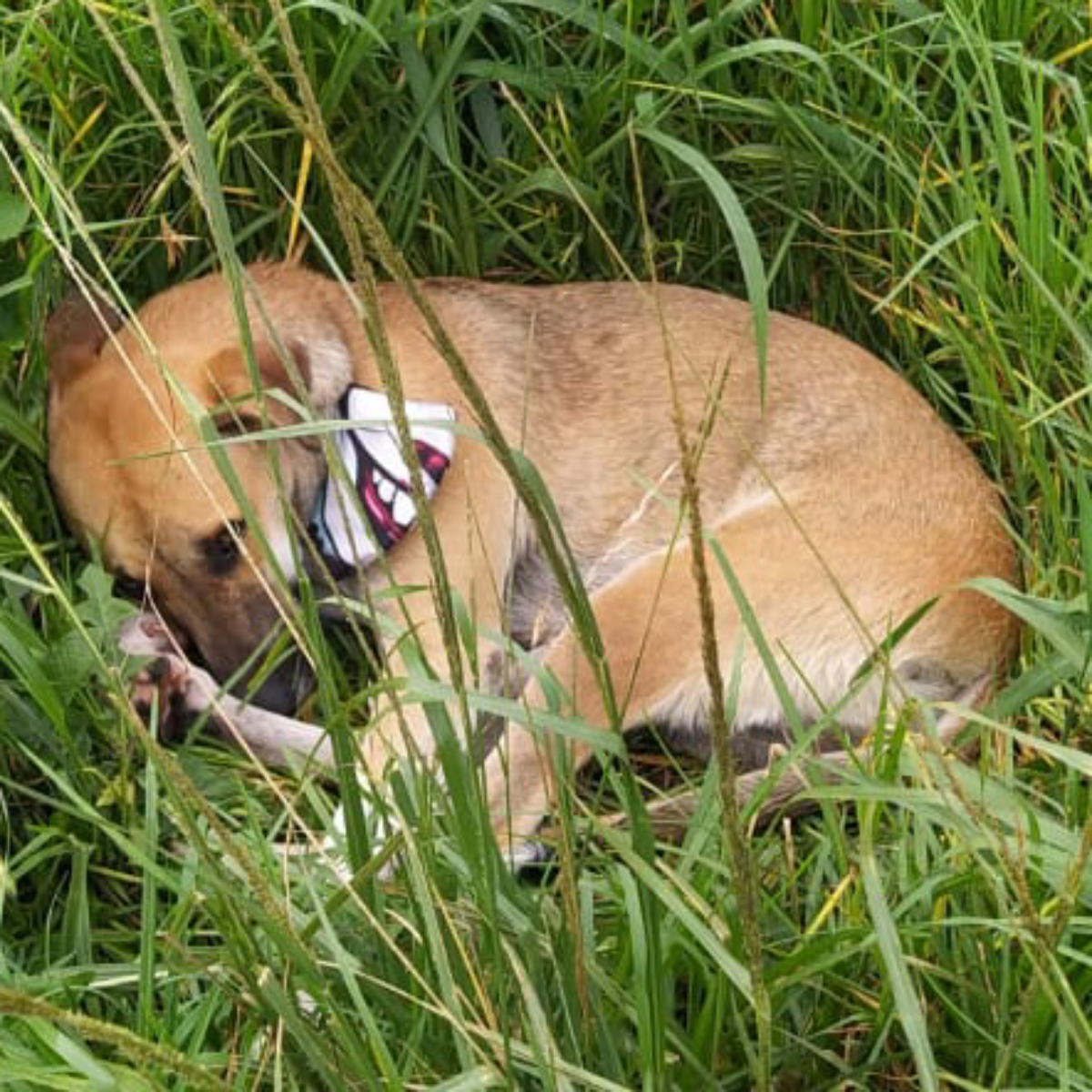  Cachorro da vítima do atropelamento 