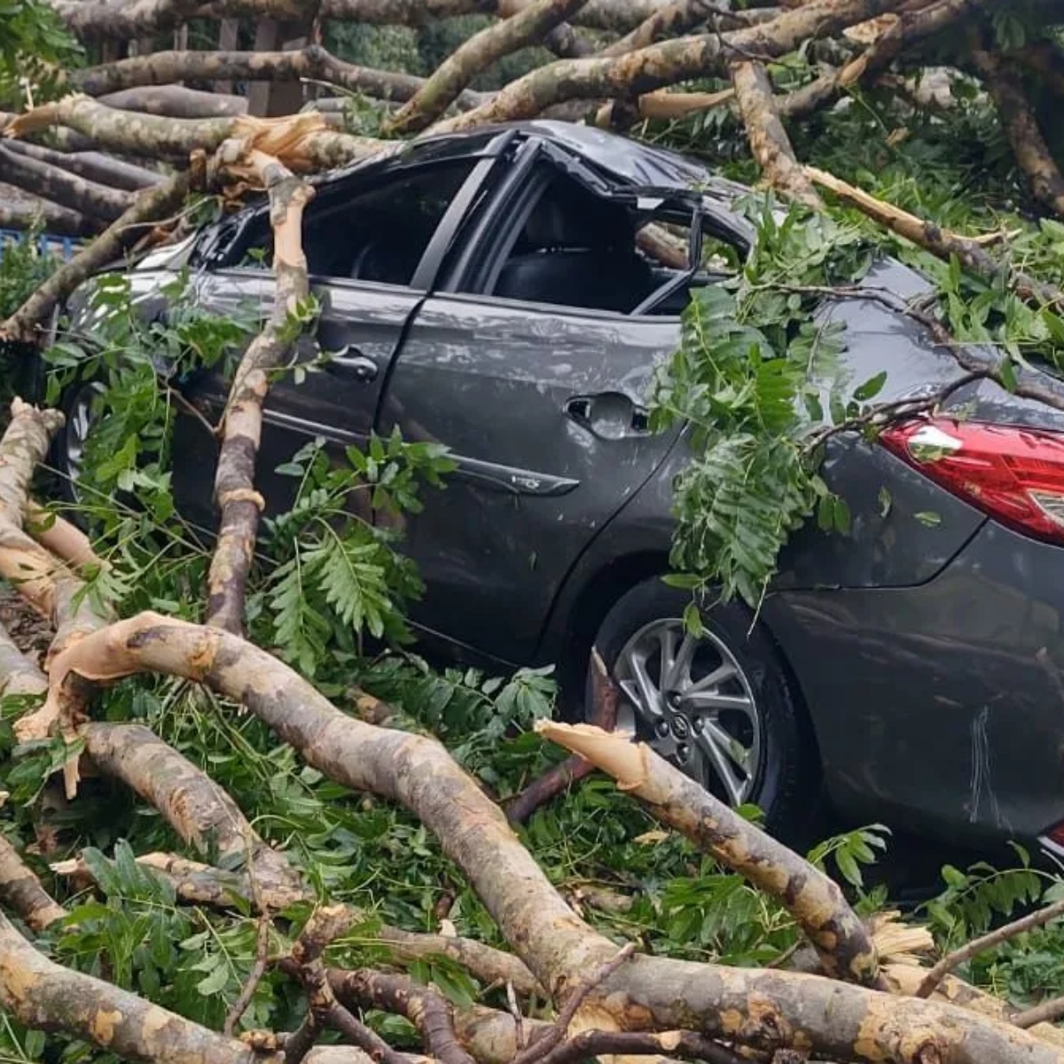  Carro atingido por árvore 