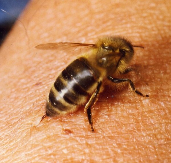 ataque abelhas adolescente araucária