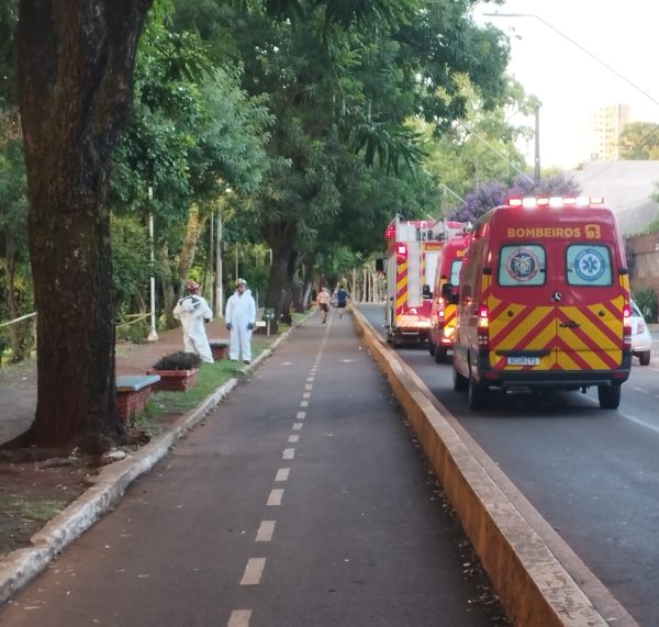 ataque abelhas zerão londrina