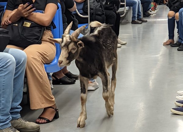 Bode em trem de SP