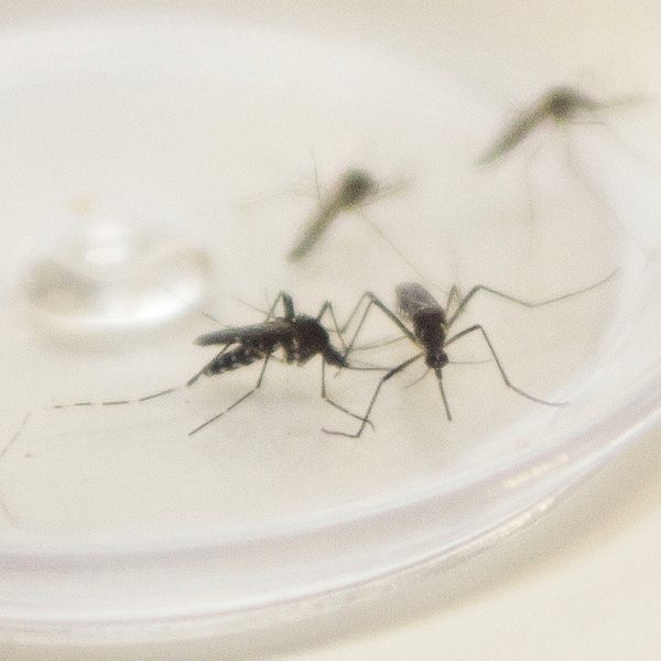 Paraná registra 5 mil novos casos de dengue