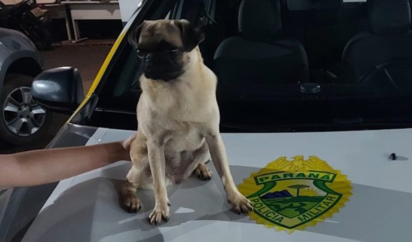 pug cachorra furto