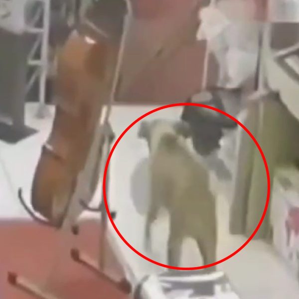 Cachorro caramelo furta três comércios em SP