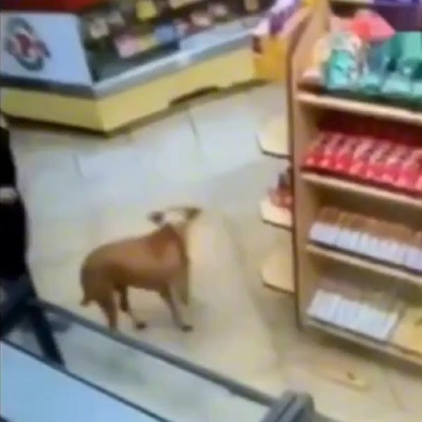 Cachorro caramelo rouba três comércios em SP