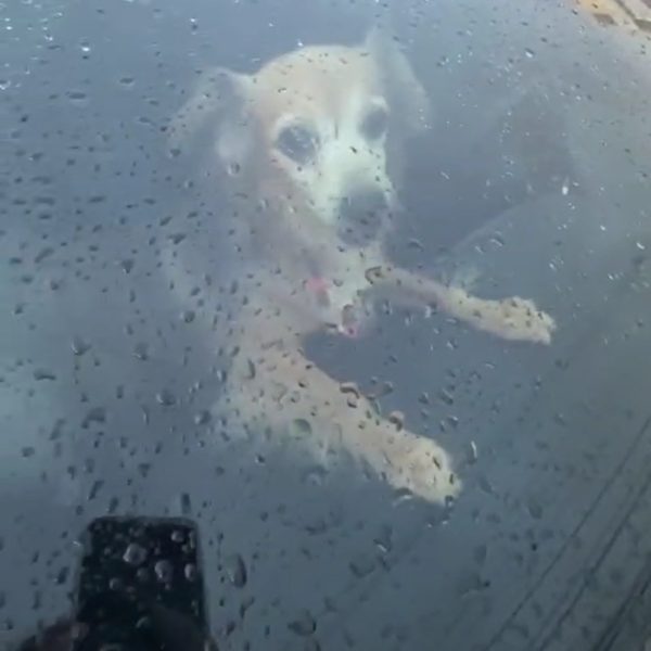 Cachorro preso em carro