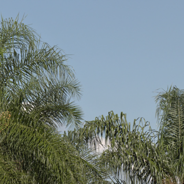 Céu azul e palmeiras