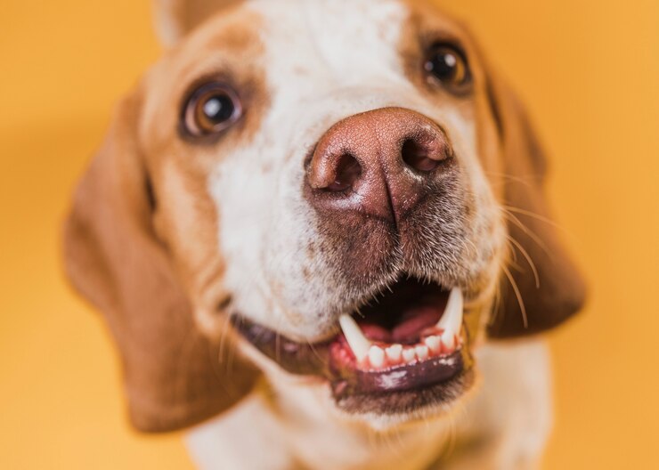  Cachorros podem desenvolver mau hálito por uma série de motivos 