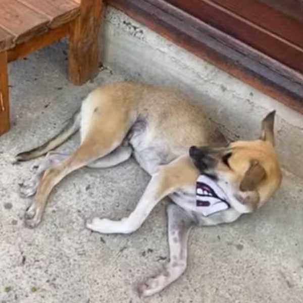  Cão encontrado ao lado de corpo do dono é resgatado 