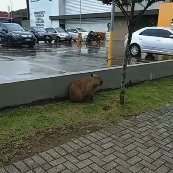 Capivara foi flagrada no drive-thru do McDonald's, em Curitiba