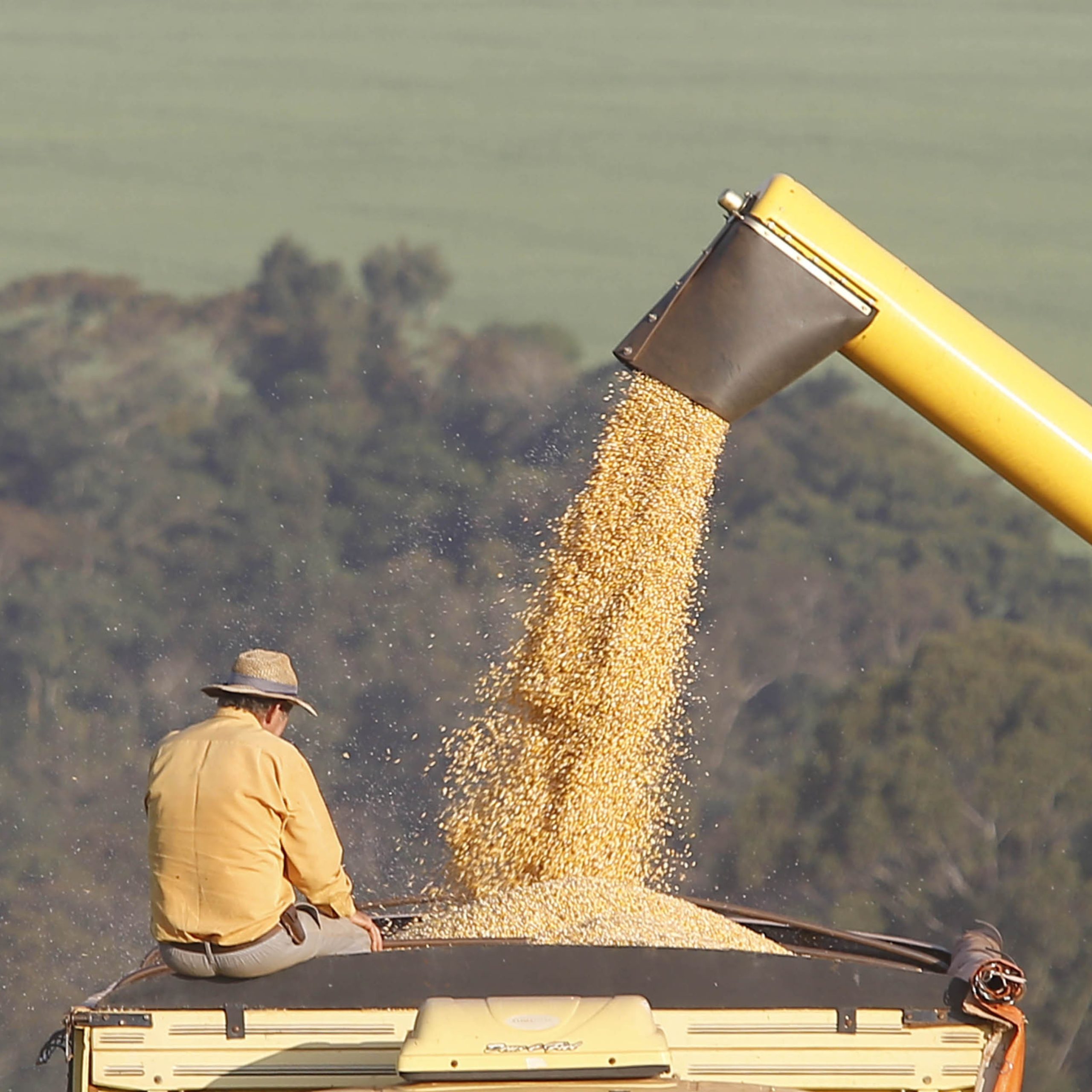  EUA confirma exportação de 297 mil toneladas de soja para a China 