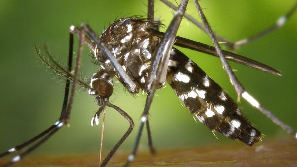 Dengue em Cascavel: bairros estão em situação de alto risco