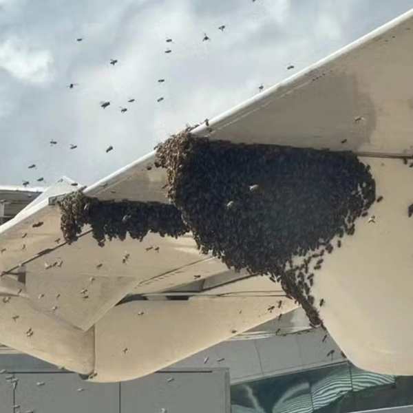  enxame de abelhas pousa em avião no aeroporto 