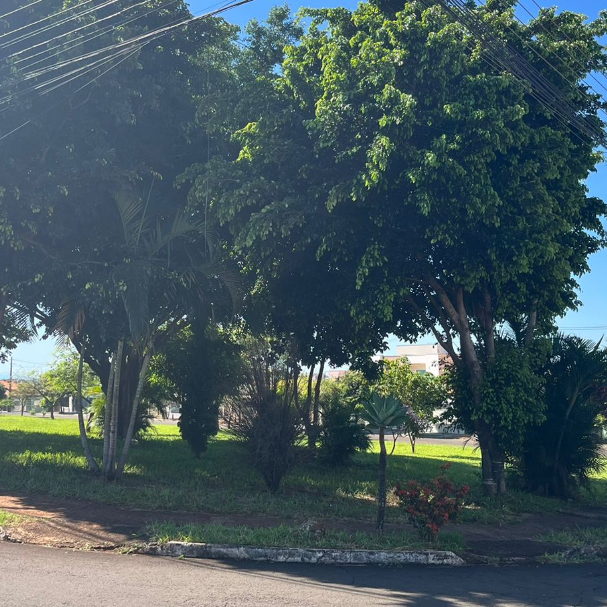  uma praça com grama e árvores ilustrando uma matéria sobre um homem encontrado amarrado em Londrina 