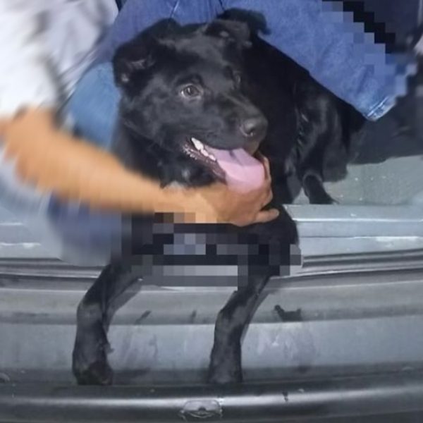 Homem é preso por abandonar cachorro