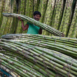 produtores de cana de açúcar na índia