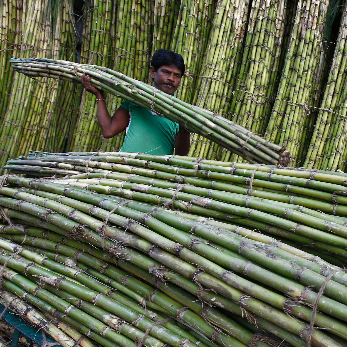  produtores de cana de açúcar na índia 