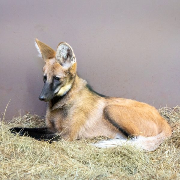 lobo-guará refúgio biológico itaipu