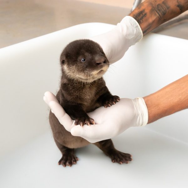 lontra refúgio biológico itaipu