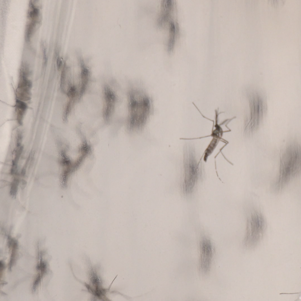  Mosquito da dengue. 