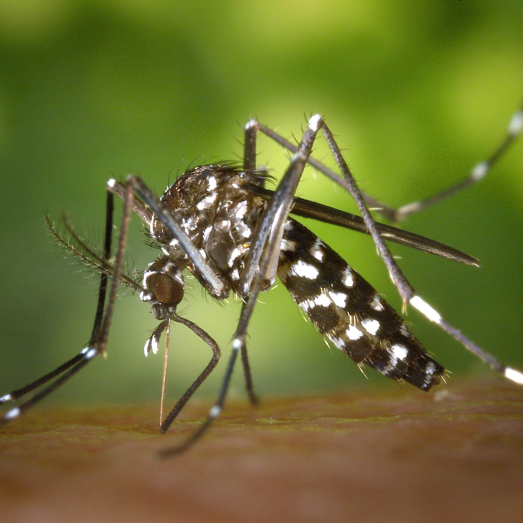  Aedes aegypti 