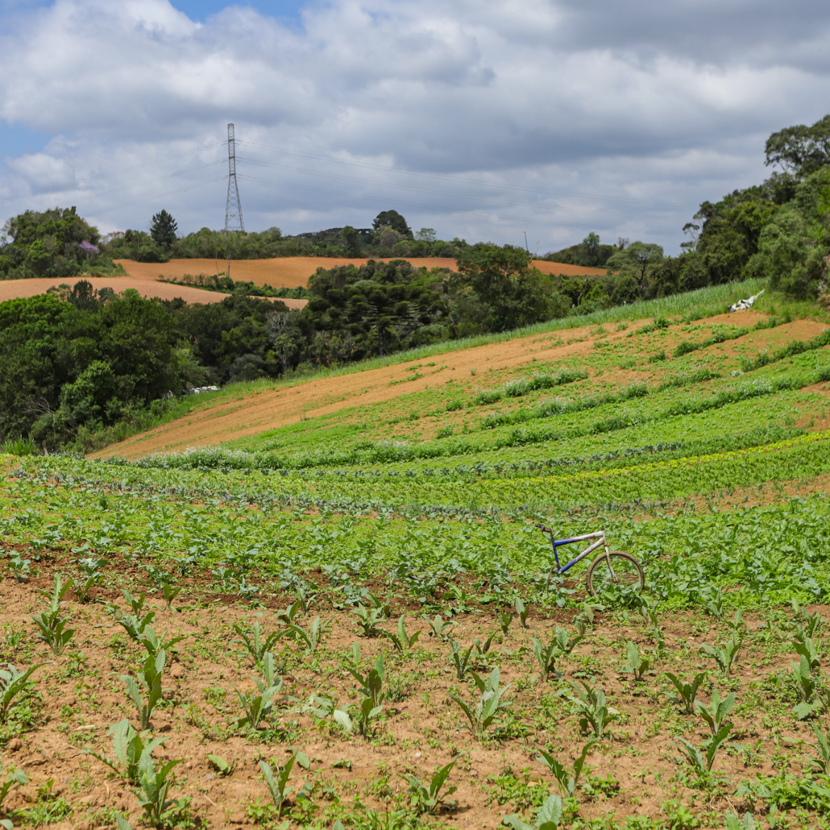  Paraná é o maior produtor orgânico do Brasil em 2023 