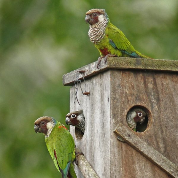 Parque das Aves periquito cara suja
