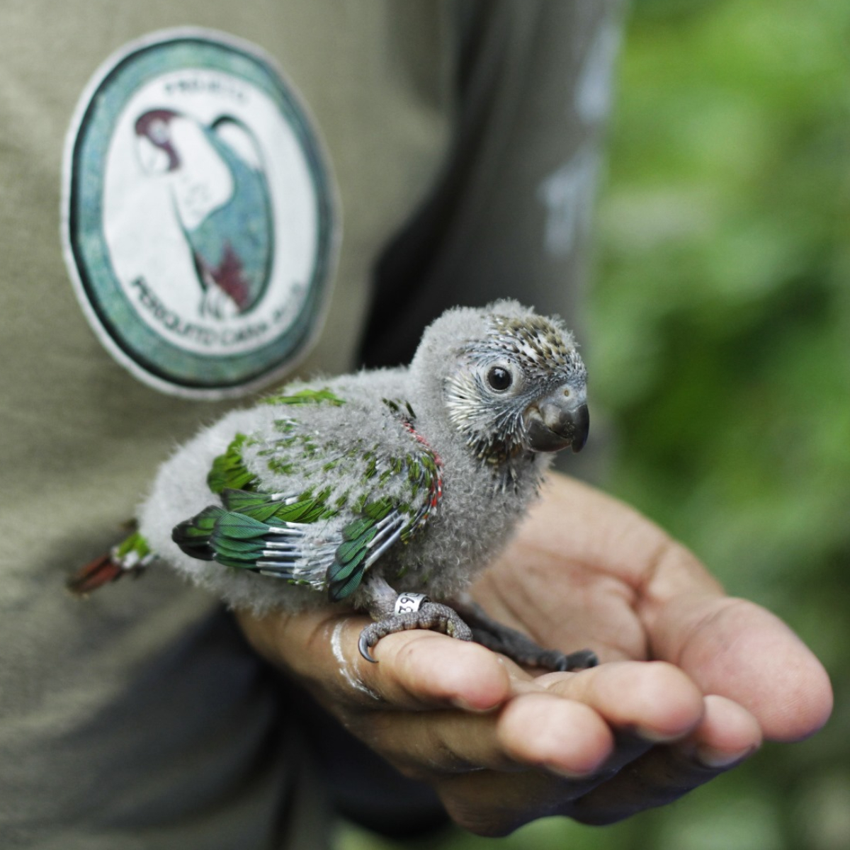  Parque das Aves periquito cara suja 