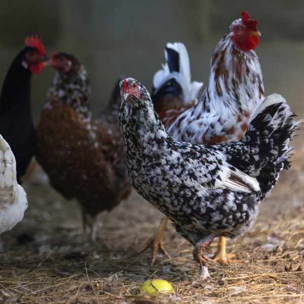 Aves voltam a ser proibidas em eventos para controlar gripe aviaria