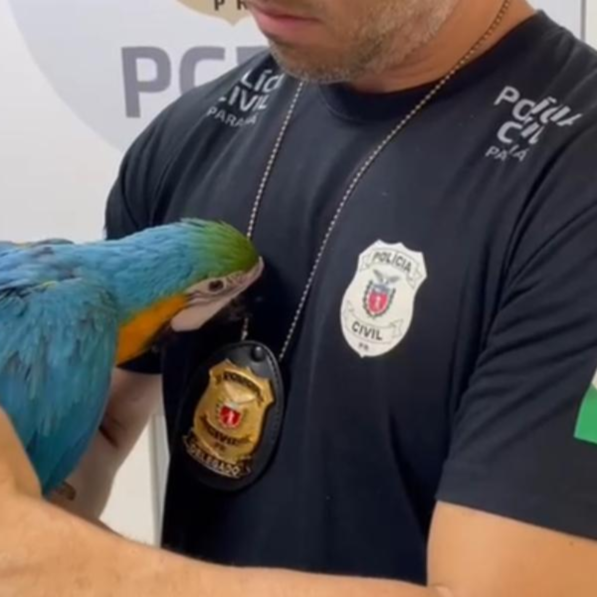  arara resgatada tráfico de animais 