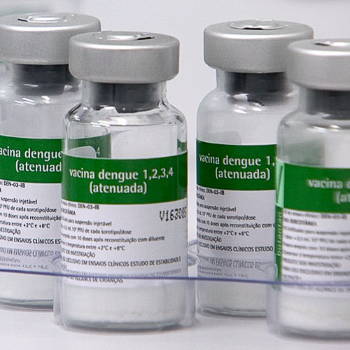  vacina dengue sus 