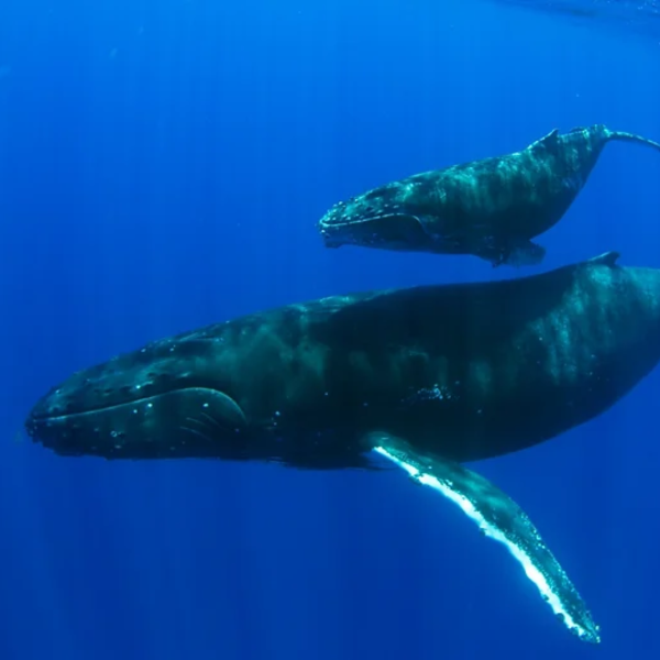 baleia jubarte com filhote