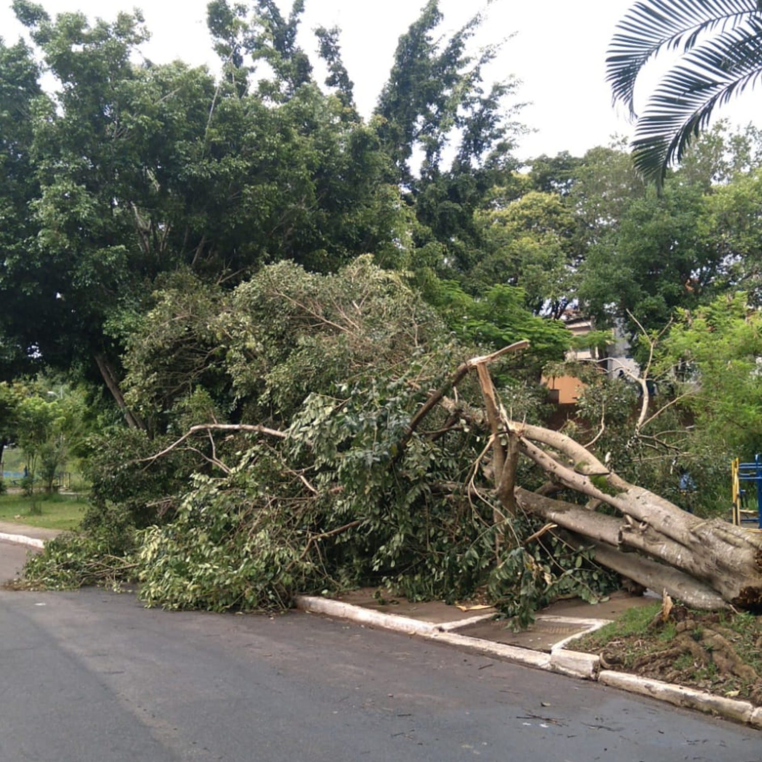  temporal em curitiba - queda de árvore, queda de ponte 