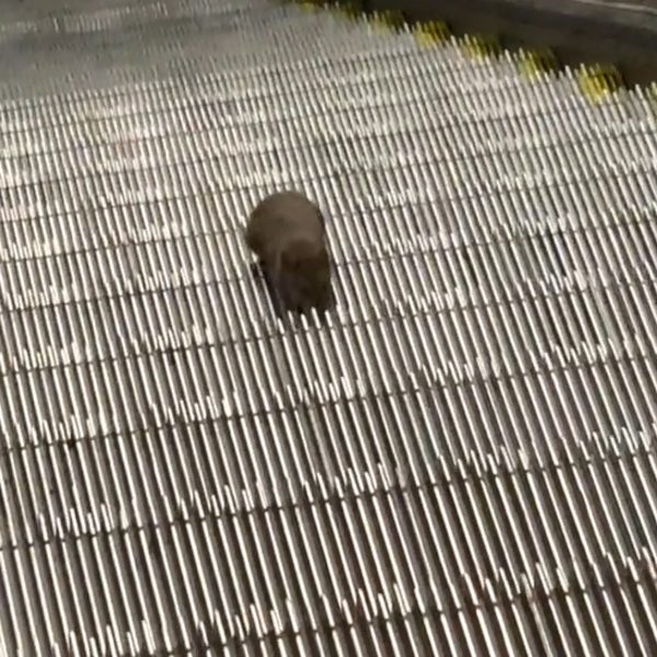rato tenta subir escada rolante e viraliza