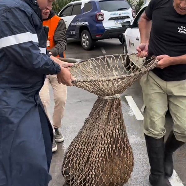 Capivara foi flagrada no drive-thru do McDonald's, em Curitiba