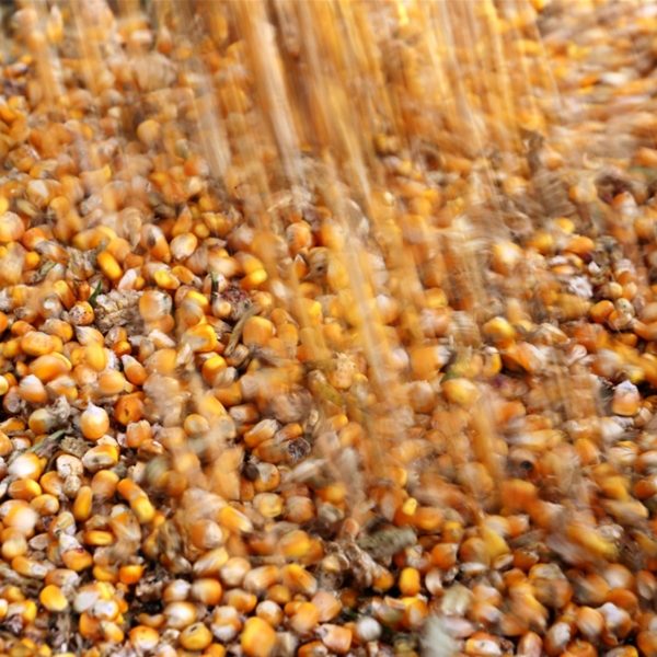 Paraná começa plantio de segunda safra de milho
